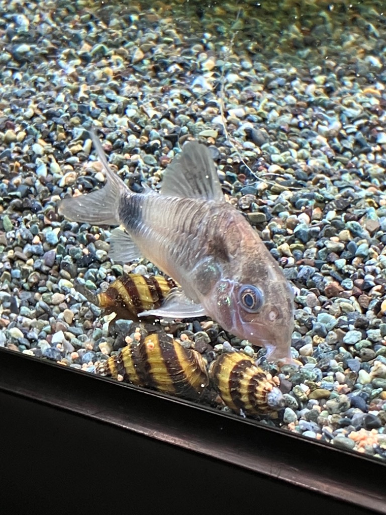 全体のレビュー画像 | 2-3