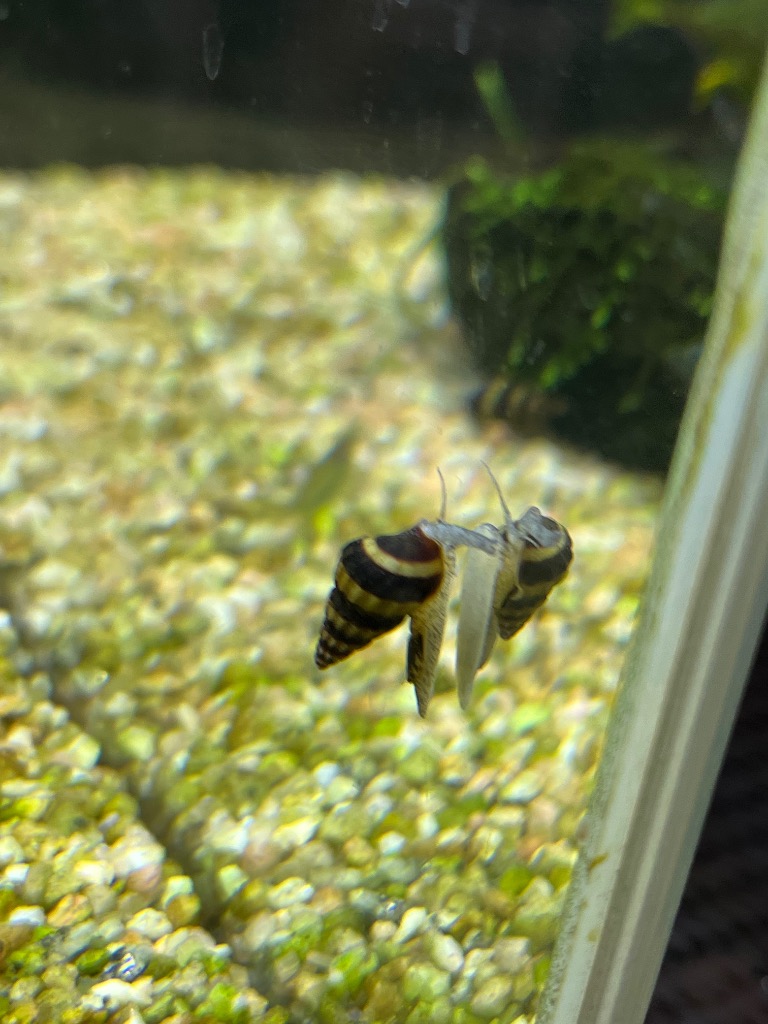 全体のレビュー画像 | 0-0