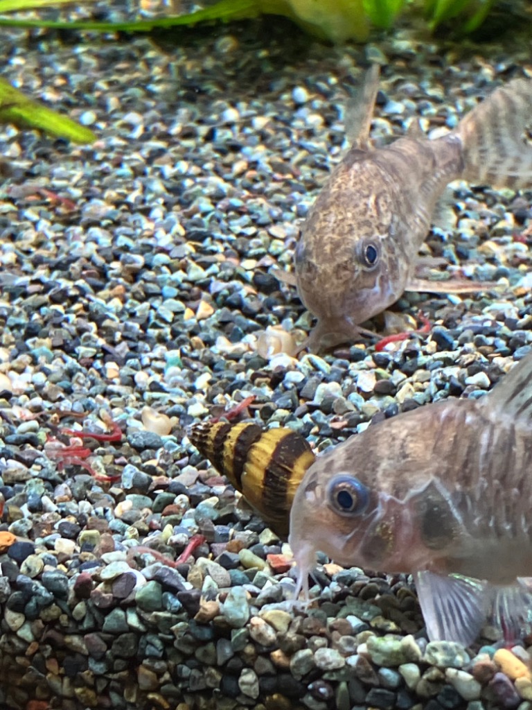 全体のレビュー画像 | 2-1