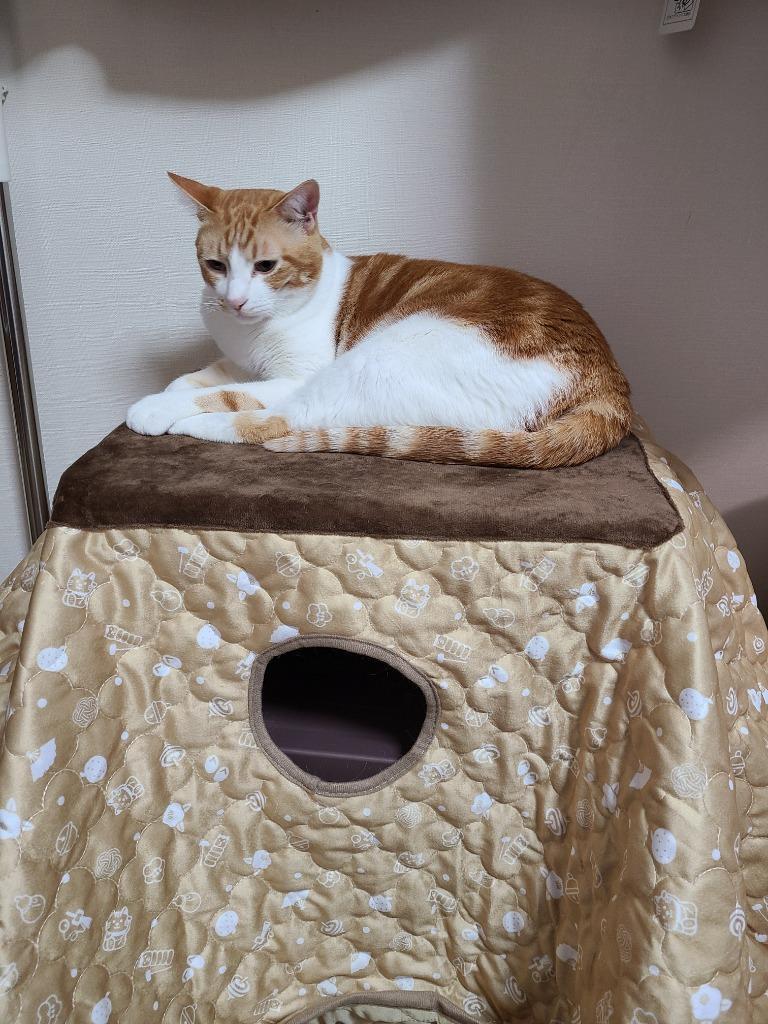 2段 マルカン 猫用 遠赤外線にゃんこ 和みこたつ Amazon.co.jp: マルカン 遠赤外線にゃんこの和みこたつ 2段