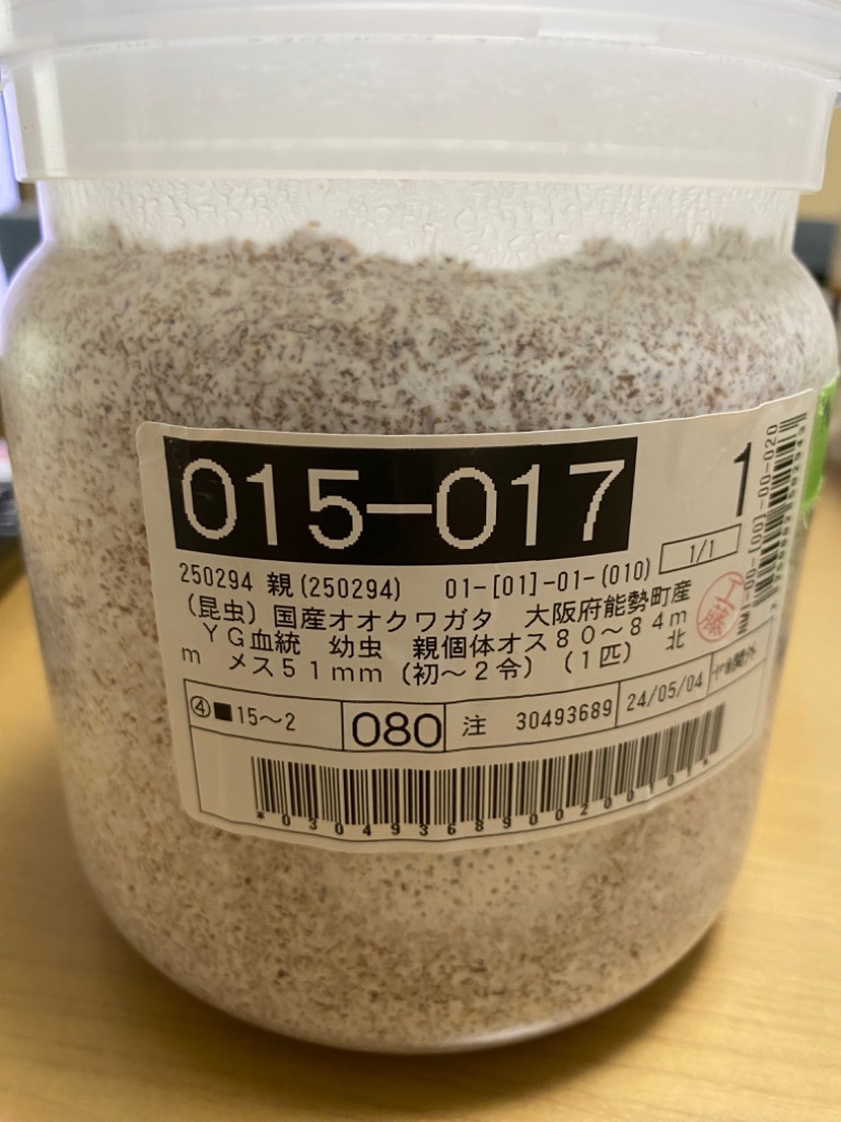 昆虫）国産オオクワガタ 大阪府能勢町産 ＹＧ血統 幼虫 親個体オス８０〜８４ｍｍ メス５１ｍｍ（初〜２令）（１匹） 北海道航空便要保温 :  250294 : チャーム charm ヤフー店 - 通販 - Yahoo!ショッピング