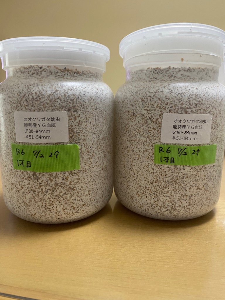 昆虫）国産オオクワガタ 大阪府能勢町産 ＹＧ血統 幼虫 親個体オス８０〜８４ｍｍ メス５１ｍｍ（初〜２令）（１匹） 北海道航空便要保温 :  250294 : チャーム charm ヤフー店 - 通販 - Yahoo!ショッピング