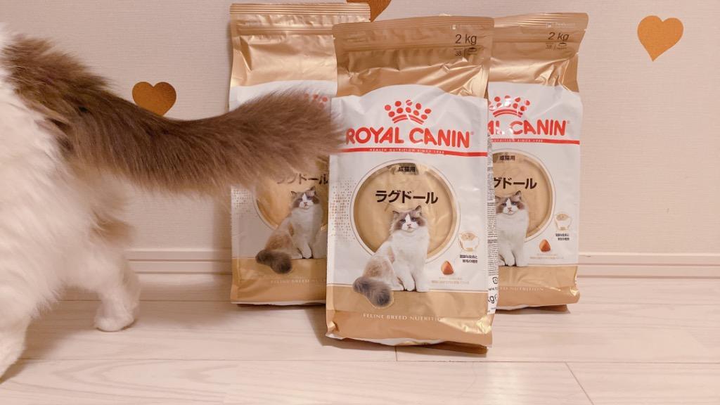 ロイヤルカナン 猫 ラグドール 成猫用 生後１２ヵ月齢から１２歳まで ２ｋｇ×３袋 ジップ付（キャットフード ドライ） : 251931 : チャーム  charm ヤフー店 - 通販 - Yahoo!ショッピング