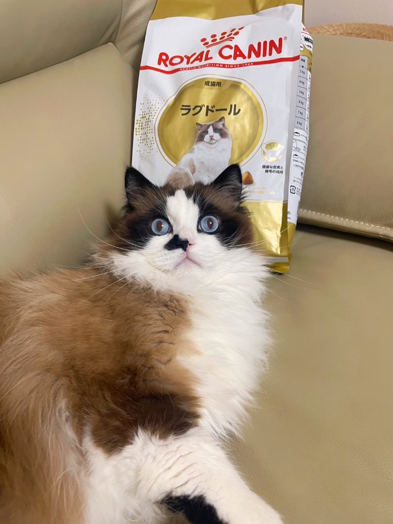ロイヤルカナン（ROYAL CANIN） 猫 ラグドール 成猫用 生後12ヵ月齢