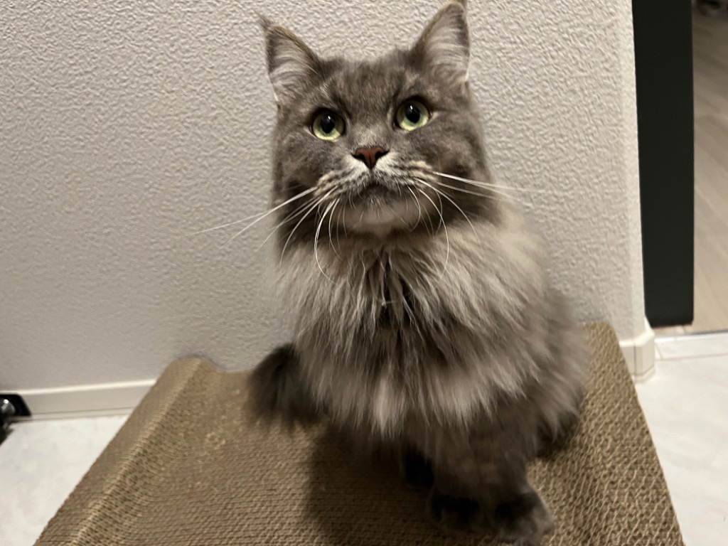 全体のレビュー画像 | 0-0