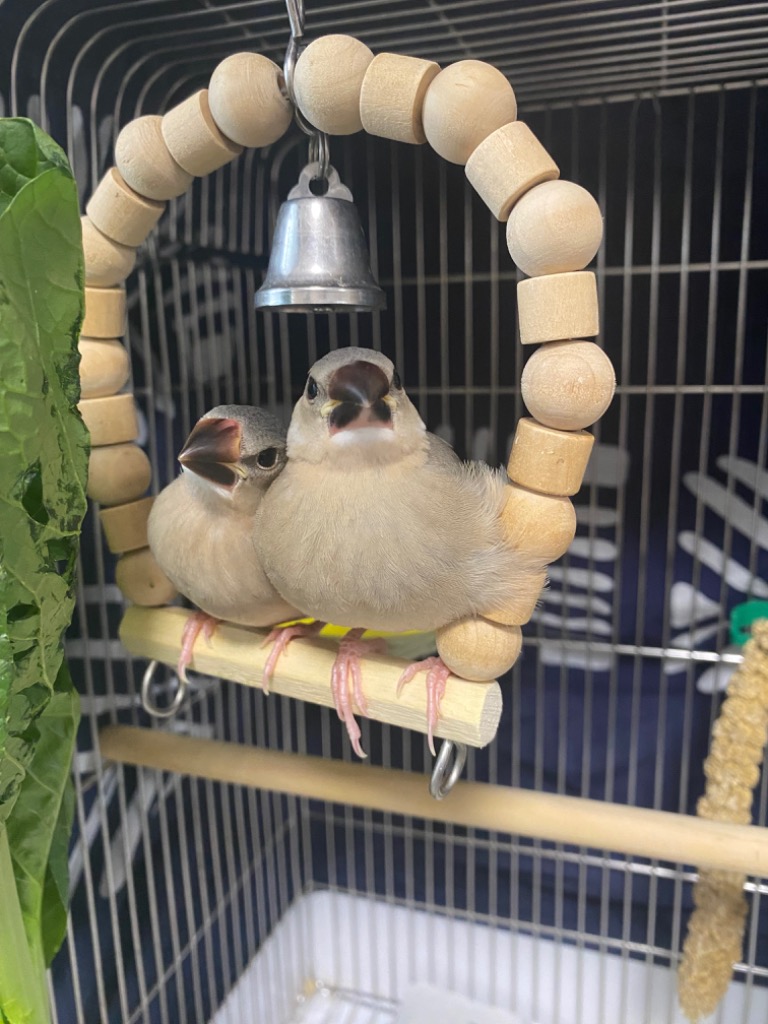 スドー ことりのブランコＳ 文鳥 セキセイインコ 止まり木