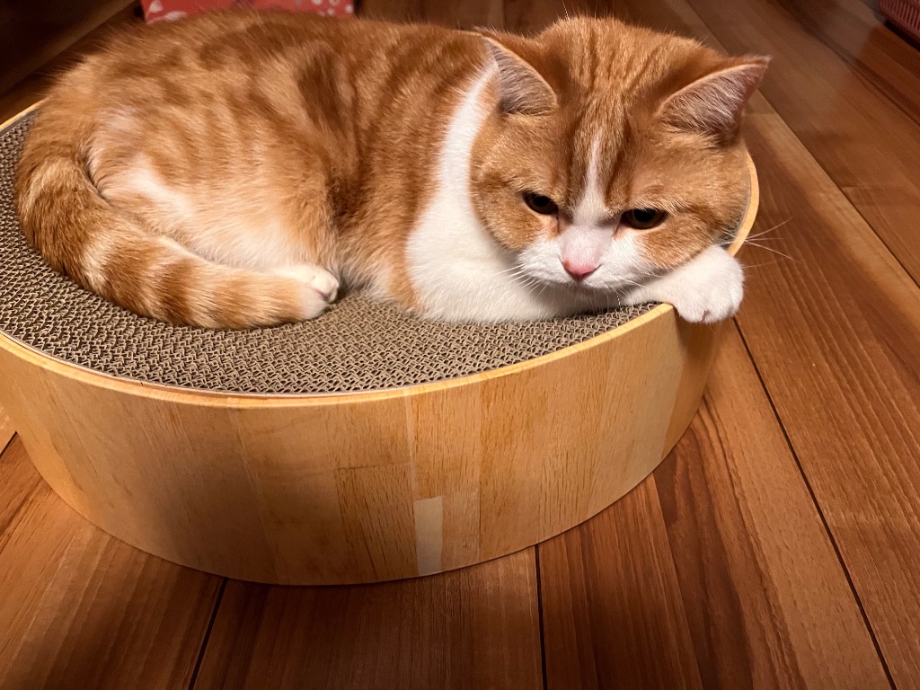 レビュー画像