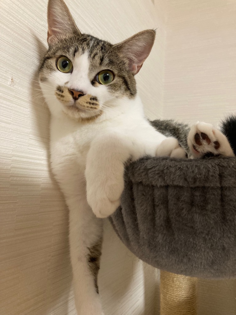 全体のレビュー画像 | 4-0