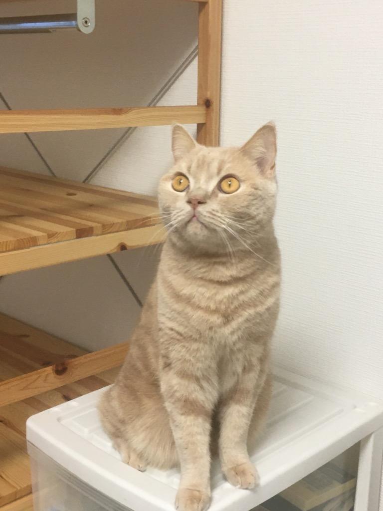 全体のレビュー画像 | 6-0