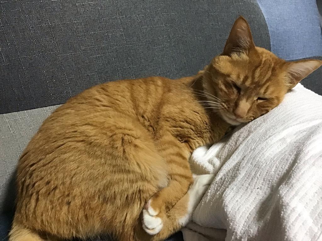 全体のレビュー画像 | 0-0