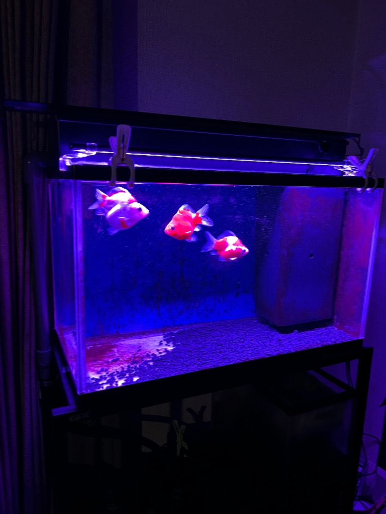 1件目のレビュー画像 | 0