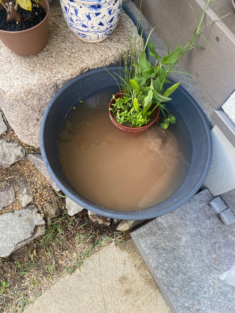 宝石の睡蓮　2枚セット 睡蓮鉢木枠カバー 40cmタイプ ハウス・小屋 武めだか 通販