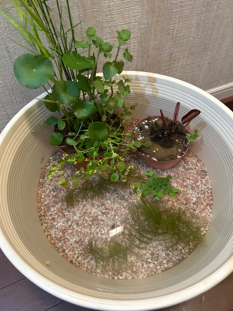 5件目のレビュー画像 | 0