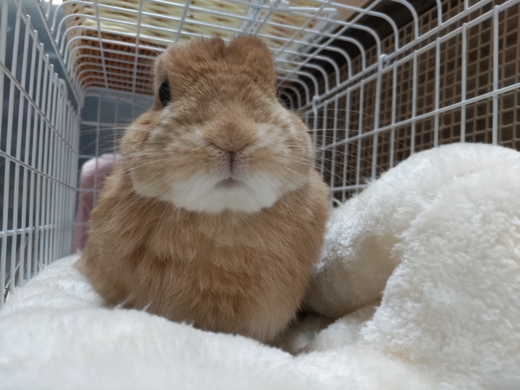 うさぎ様確認ページ うさぎ ケージ トイレ一体型 お手入らくらく マルカン ML‐99