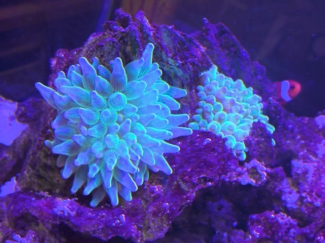 チャーム（charm） （海水魚）サンゴイソギンチャク Mサイズ（2匹