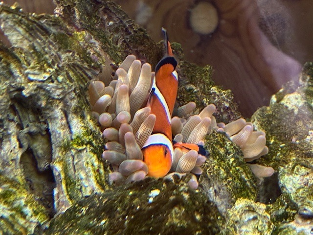 チャーム（charm） （海水魚）サンゴイソギンチャク Mサイズ（2匹