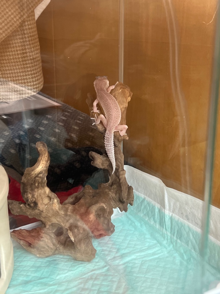 チャーム（ペット） ヒョウモントカゲモドキ 飼育セット レオパ