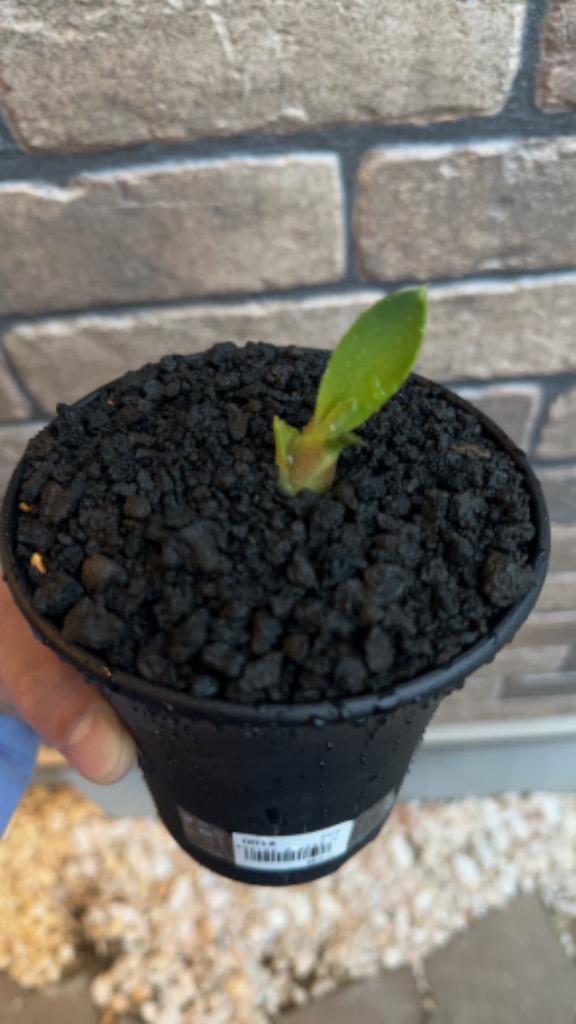 2件目のレビュー画像 | 0