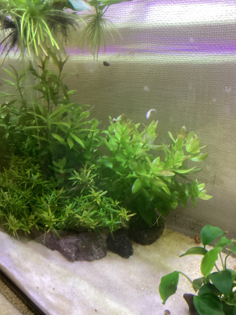 マリーナ GEX マリーナL水槽 ブラック 40cm水槽 MR