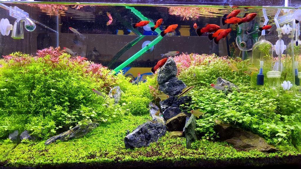 アクロ　ＴＲＩＡＮＧＬＥ　ＬＥＤ　ＶＩＶＩＤ　６００　水草育成　照明　水槽　熱帯魚　アクアリウム　ライト　６０ｃｍ水槽　沖縄別途送料