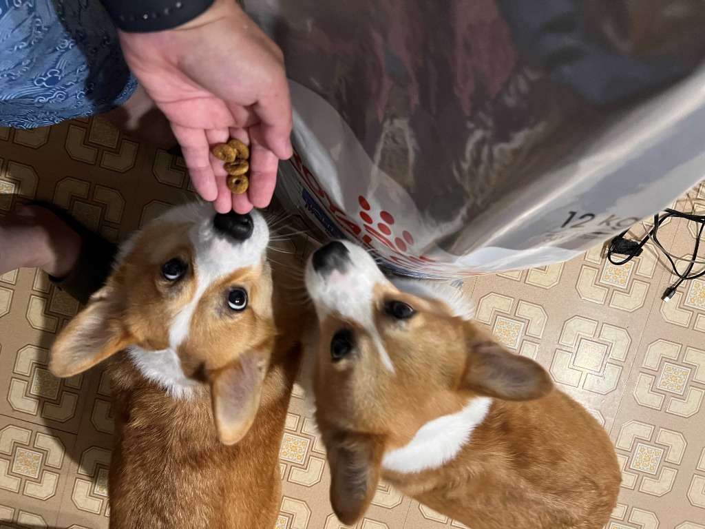 全体のレビュー画像 | 1-1