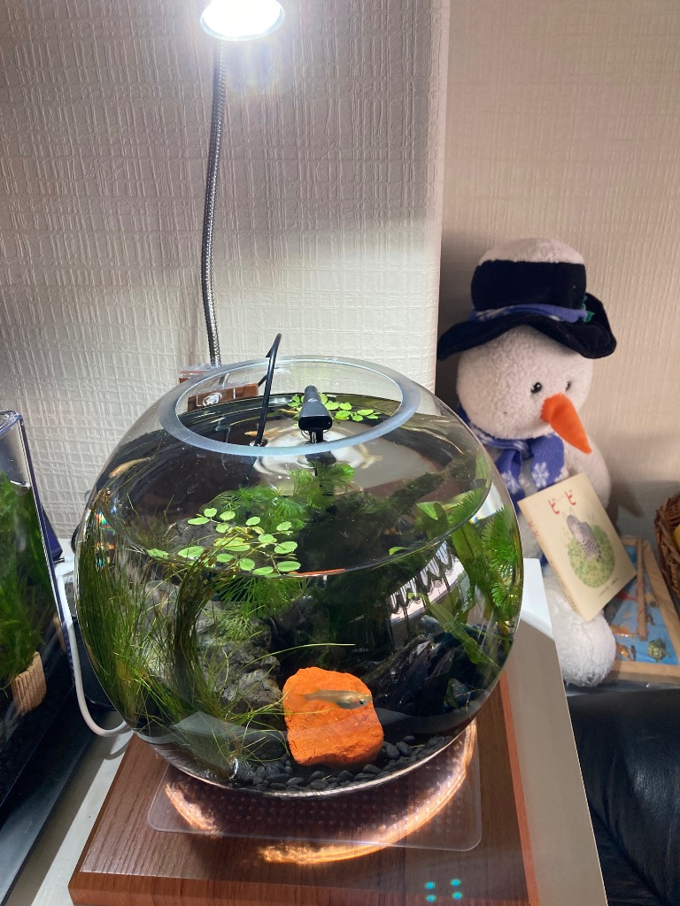シンセー 観賞魚用底砂 ブラックホール 1．5kg : チャーム charm