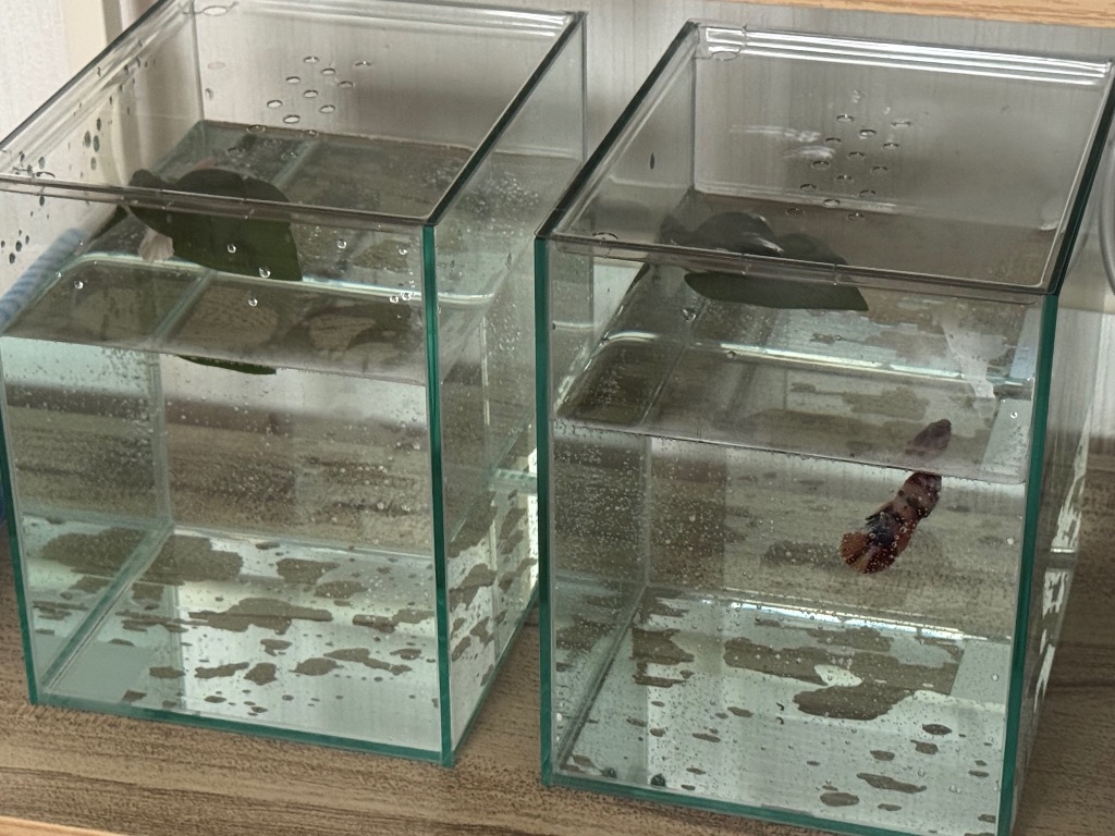 水作 ショーベタ コレクションケース L ×3個 ベタ 水槽 小型水槽