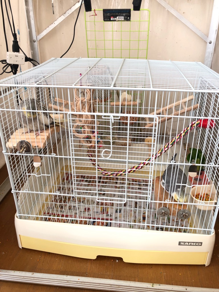 三晃商会 イージーホームバード 60YE（手乗り）とケージ