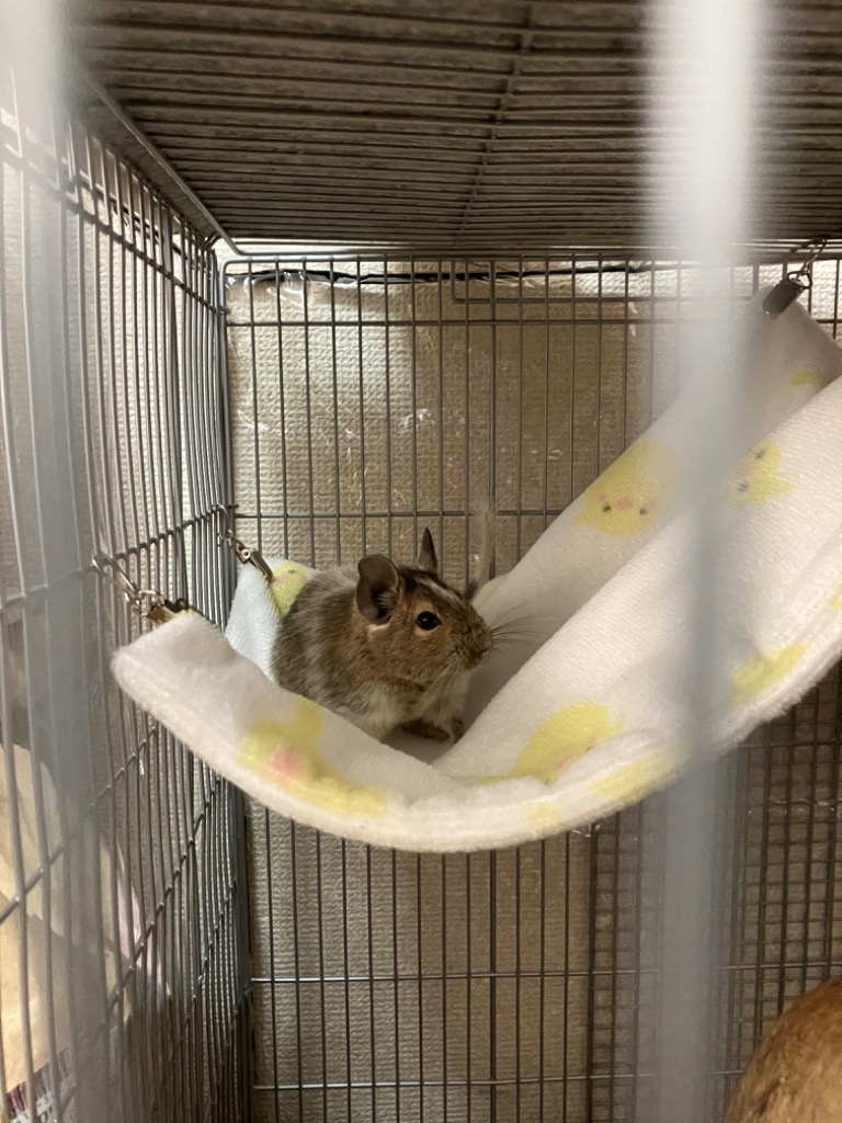 三晃商会 はじめてのデグー飼育セット 黒ケージver． ケージ 回し