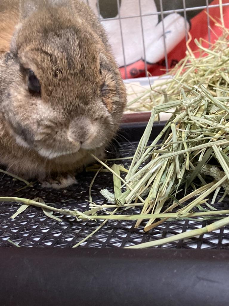 ＧＥＸ 毎日食べるおいしいチモシー ６５０ｇ×１２袋 牧草 お一人様１点限り 沖縄別途送料 :300818:チャーム charm ヤフー店 - 通販  - Yahoo!ショッピング