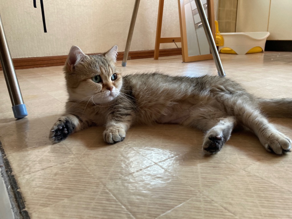 レビュー画像