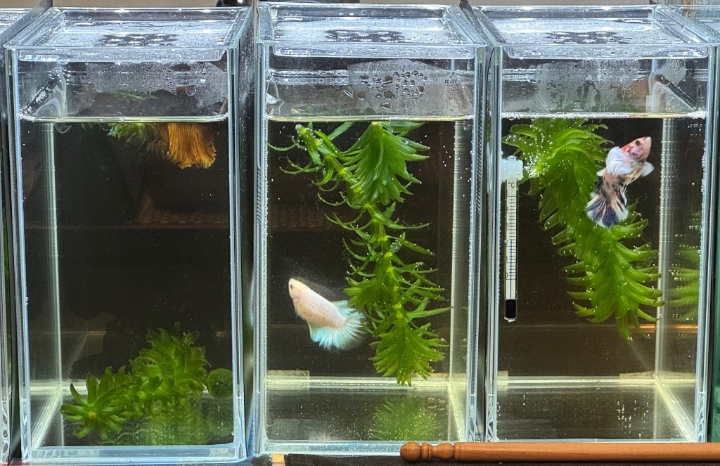 は*め様 ガラス水槽 1300×450×500 発送不可！ 水作 ガラス水槽 Minima GlassClear 130 ミニマ
