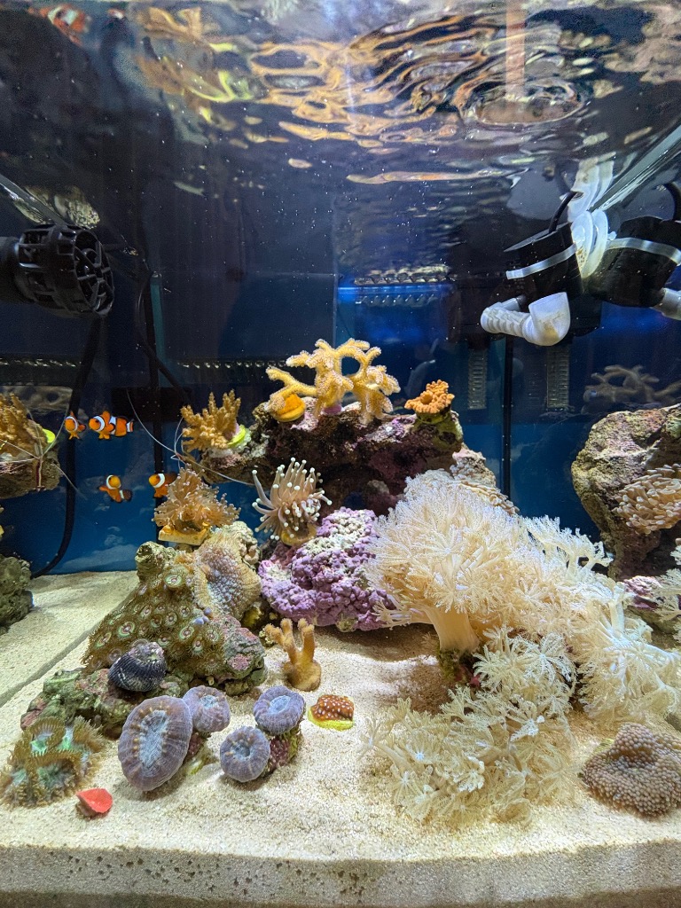 ZOOX リーフナノミニ 30〜45cm水槽用 サンゴ育成・色揚げ