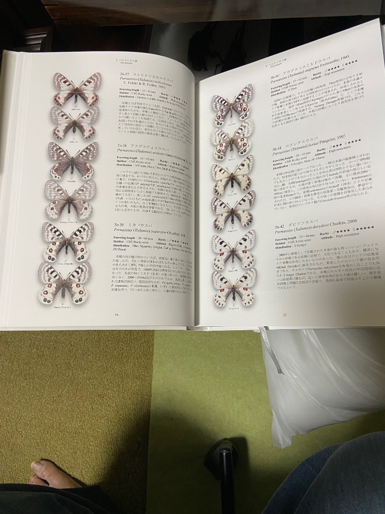 世界のアゲハチョウ図説 : チャーム charm ヤフー店 - 通販 - Yahoo