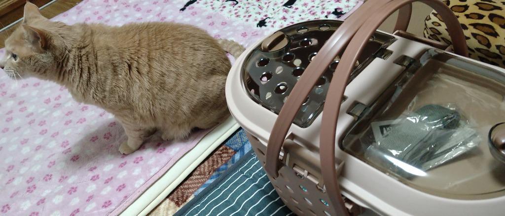 マルカン キティキャリー ブラウン お一人様3点限り : チャーム charm