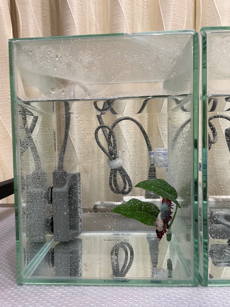 エヴァリス プリセットオート 15 BETTA ヒーター 水槽 ベタの