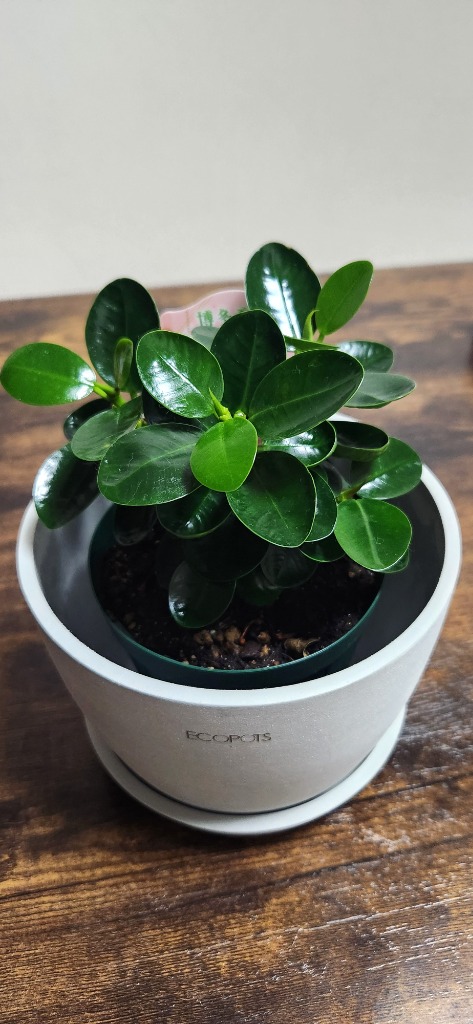コパンダガジュマル　フィカス　植物　盆栽　インテリア パンダガジュマル 盆栽仕立て
