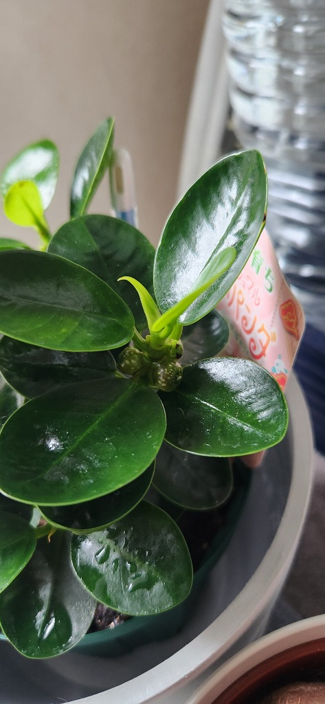 コパンダガジュマル　フィカス　植物　盆栽　インテリア Amazon｜PLANCHU 観葉植物 ガジュマル コパンダガジュマル 4号