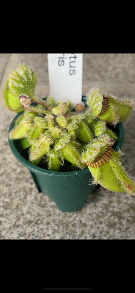 チャーム(ペット) (食虫植物)セファロタス フォリキュラリス チャーム(ペット) (食虫植物)セファロタス フォリキュラリス