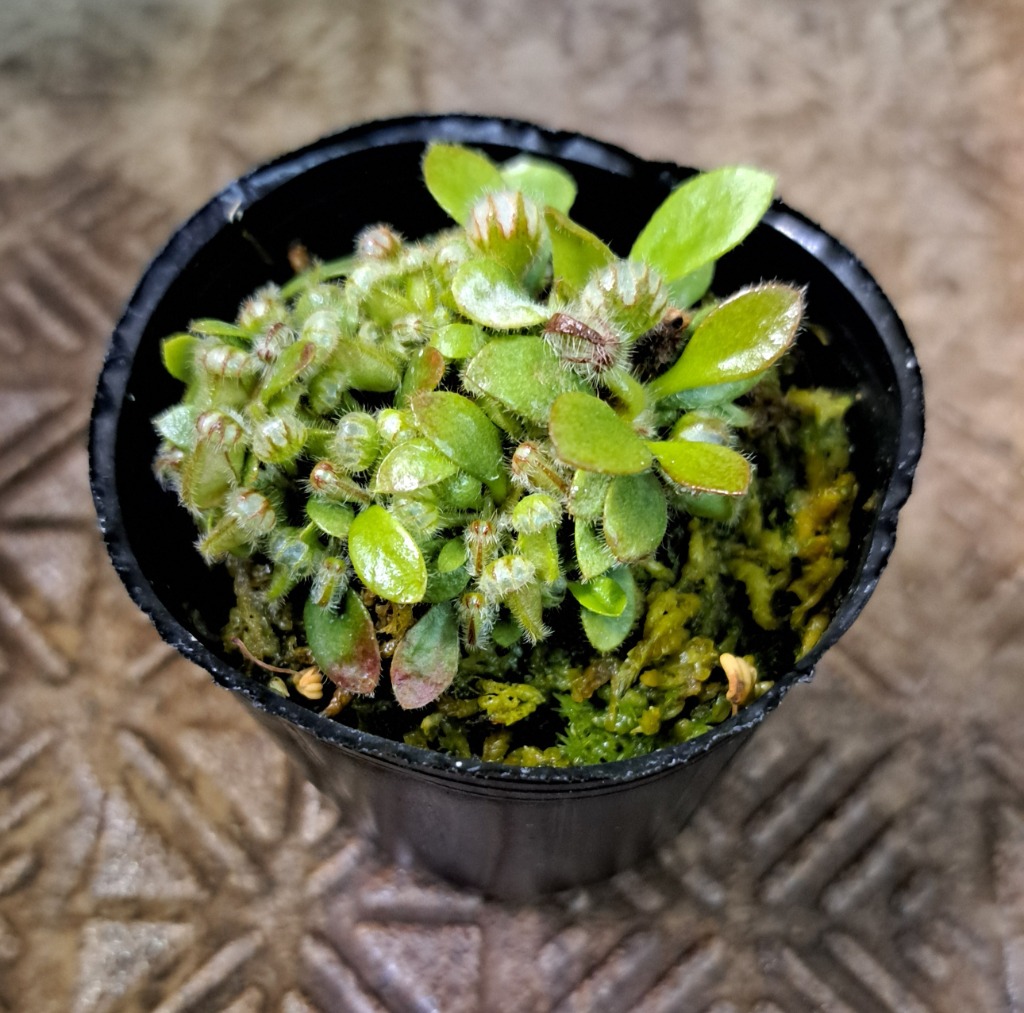 チャーム(ペット) (食虫植物)セファロタス フォリキュラリス チャーム(ペット) (食虫植物)セファロタス フォリキュラリス