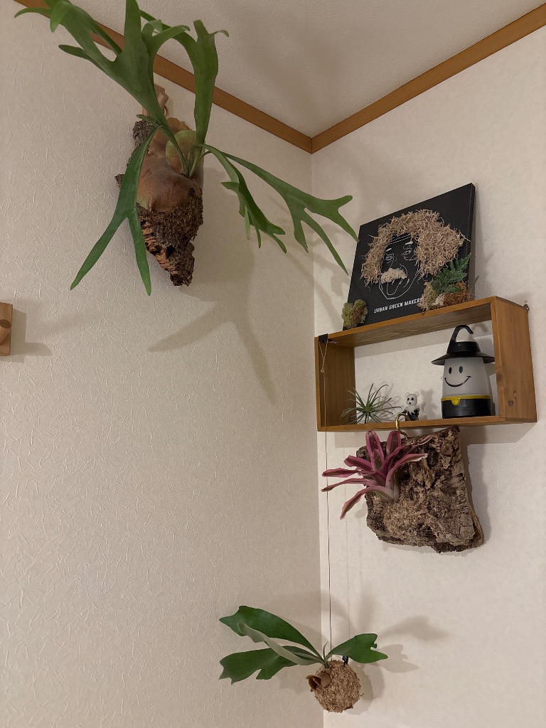 チャーム（ペット） （観葉植物）バージンコルクプランツ