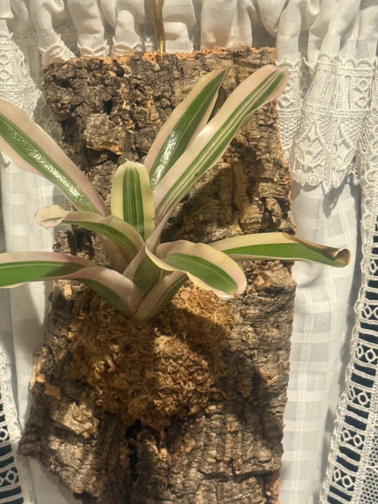 チャーム（charm） （観葉植物）バージンコルクプランツ ブロメリア