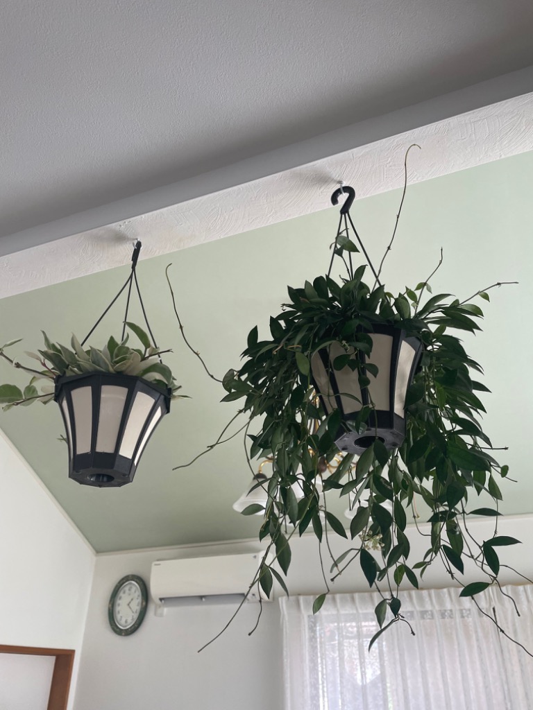 hoya ホヤ クロランサ chlorantha 3号 吊り鉢 hoya ホヤ