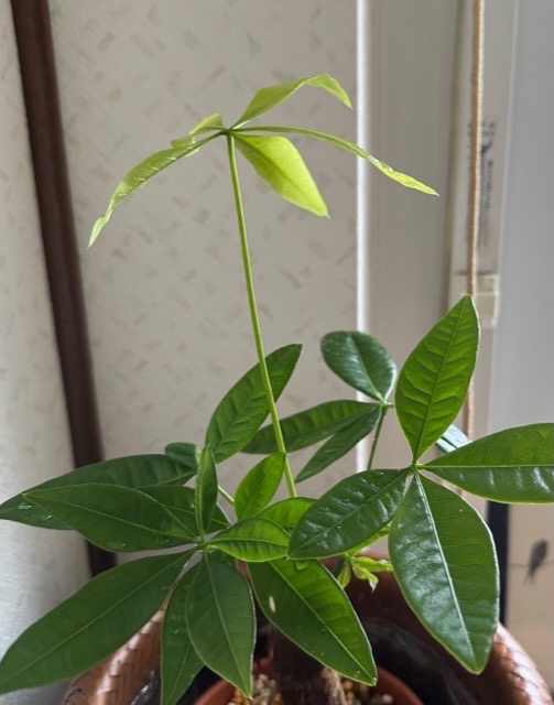 チャーム（charm） （観葉植物）パキラ 2号ロング（1鉢） : チャーム