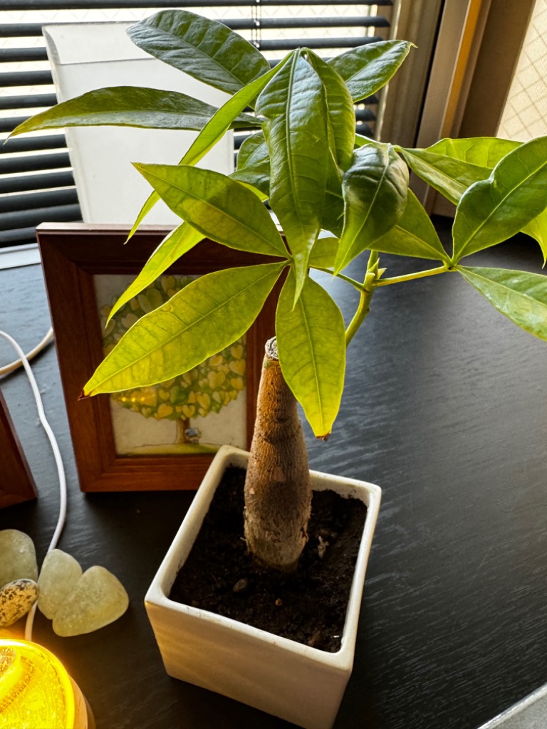 チャーム（charm） （観葉植物）パキラ 2号ロング（1鉢） : チャーム