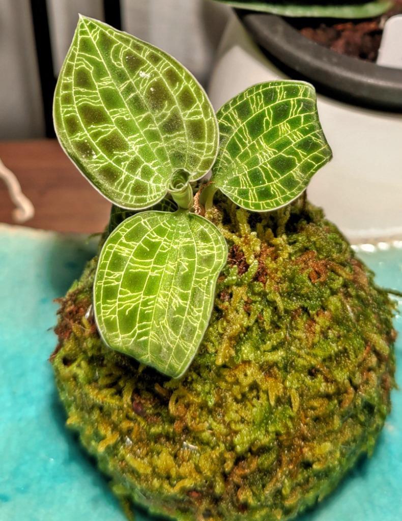 チャーム（charm） （観葉植物）苔玉 マコデス ペトラ（1個