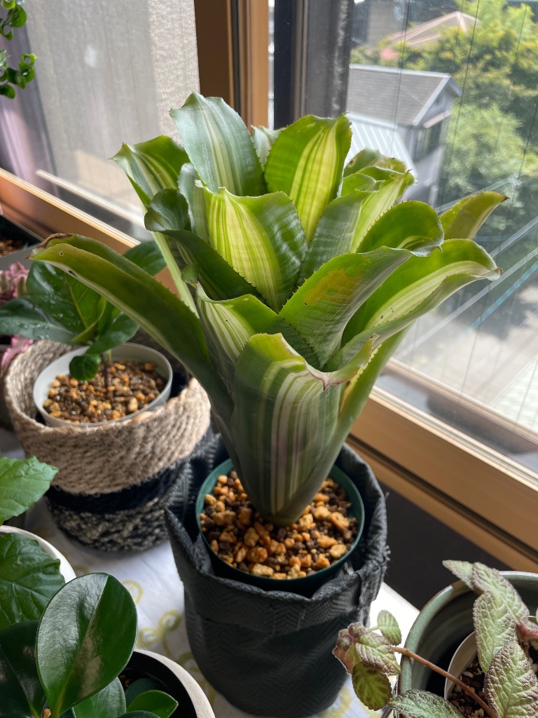 チャーム（ペット） （観葉植物）エクメア ファスキアータ