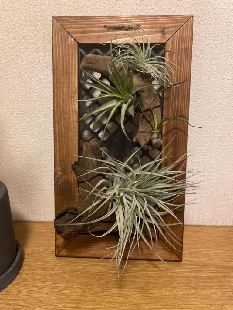 メーカー直売所 チャーム(ペット) (観葉植物)ハンギングボード 流木仕立て 花・観葉植物
