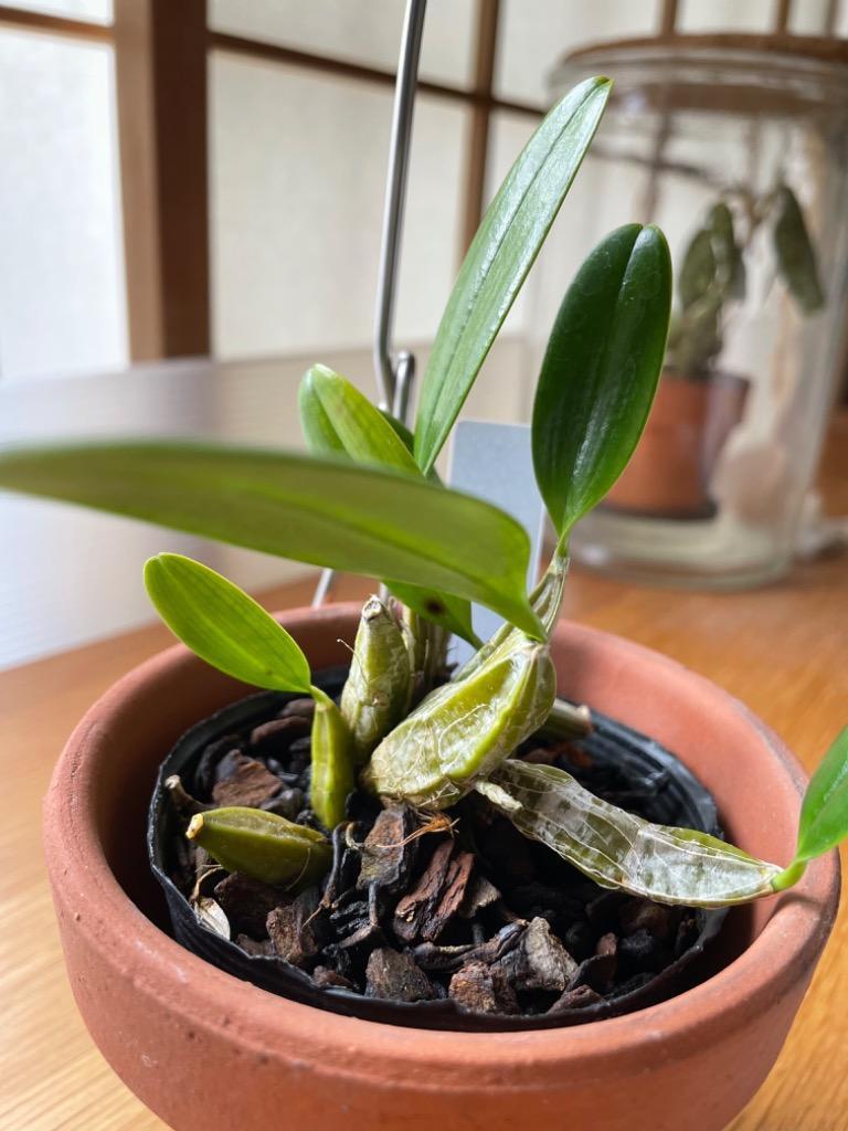 チャーム（charm） （観葉植物）洋ラン デンドロビウム アグレガタム