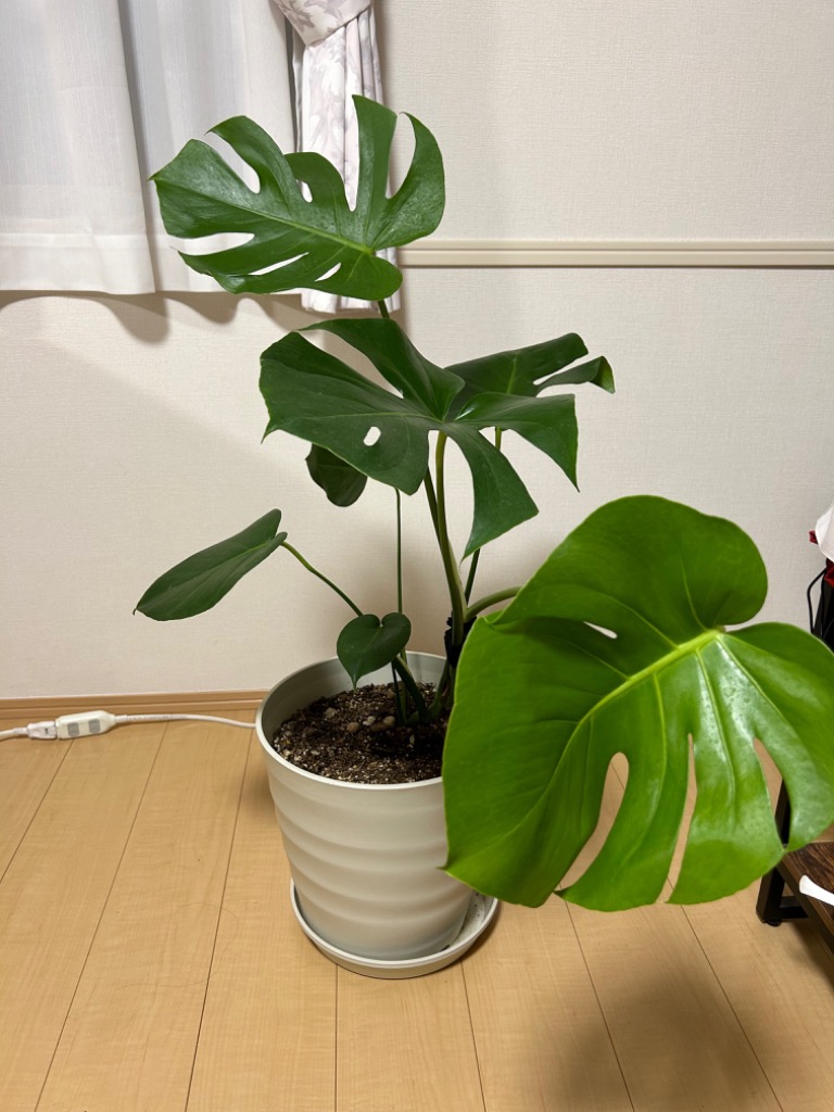 チャーム（ペット） （観葉植物）モンステラ アダンソニー 4号